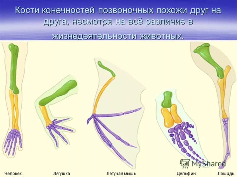 Гомология передних конечностей позвоночных. Эволюция конечностей позвоночных животных. Эволюция конечностей позвоночных животных. Эволюция конечностей позвоночных животных. Конечности наземных позвоночных гомологичны.
