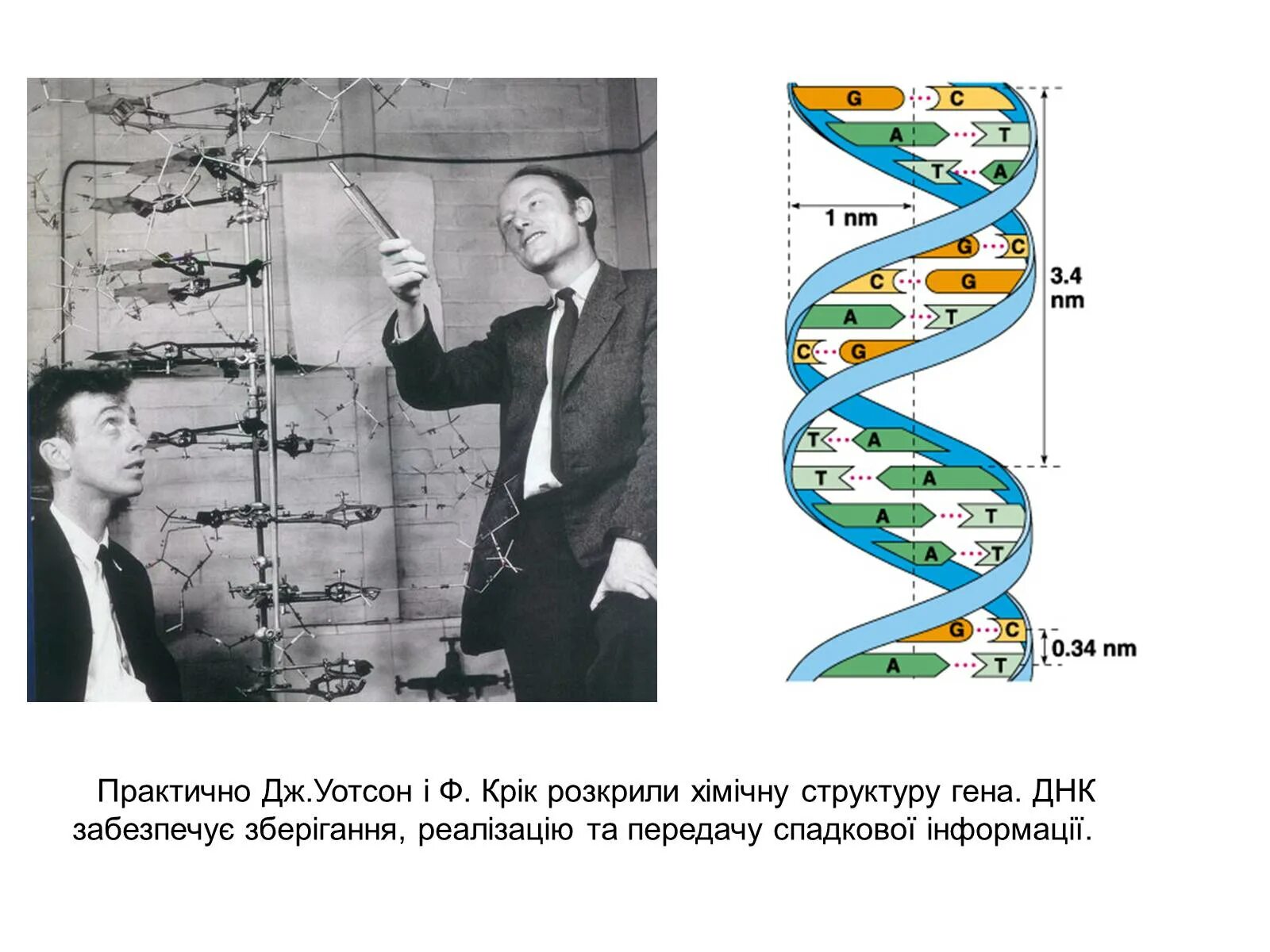 Метод моделирования днк. Дж уотсон и ф крик днк. открытие структуры молекулы днк (уотсон и крик, 1953). модель дж уотсона и ф крика. открытие структуры днк уотсоном и криком.