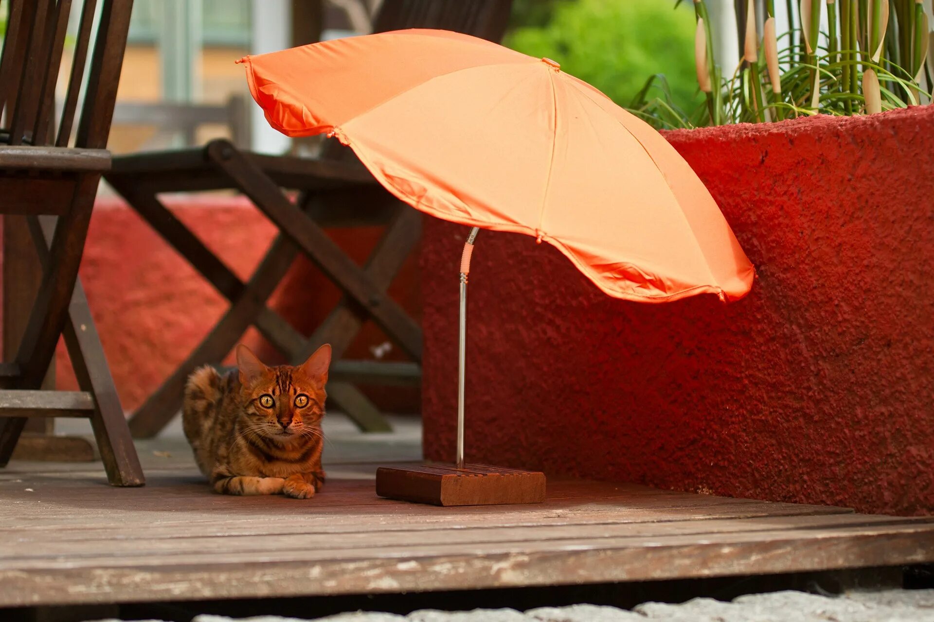 Как коты переносят жару. Котик под зонтиком. коты жара лето. кошка под зонтом. кошка в жару.