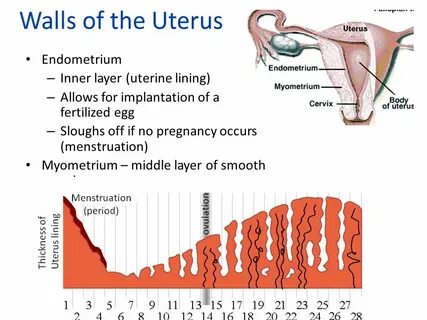 Uterus перевод