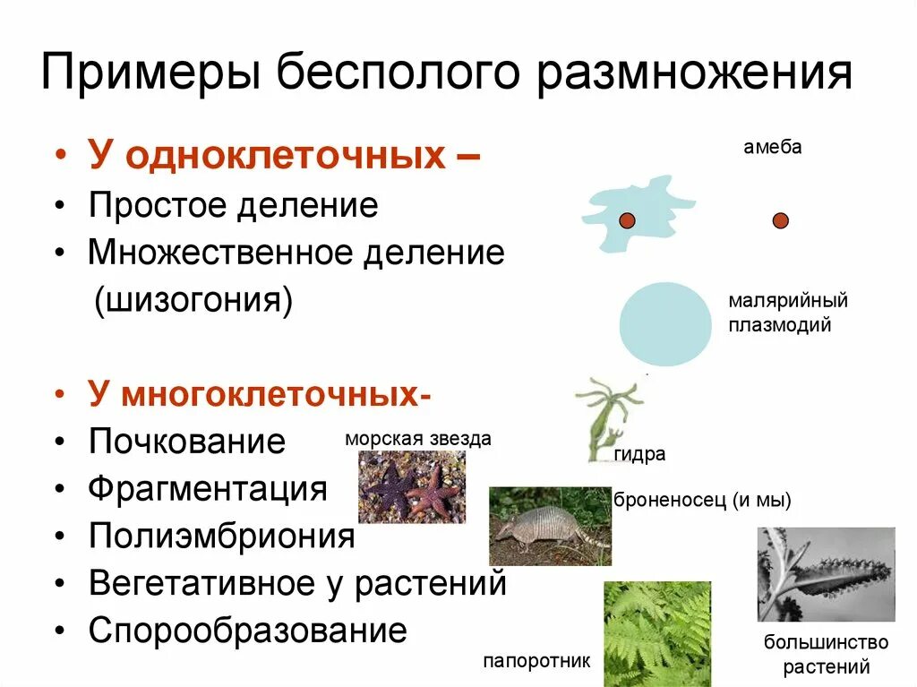 Каковы особенности бесполого размножения 6 класс. Виды бесполого размножения с примерами. Бесполое размножение животных организмов. Бесполое размножение деление примеры. Бесполое размножение растений примеры.