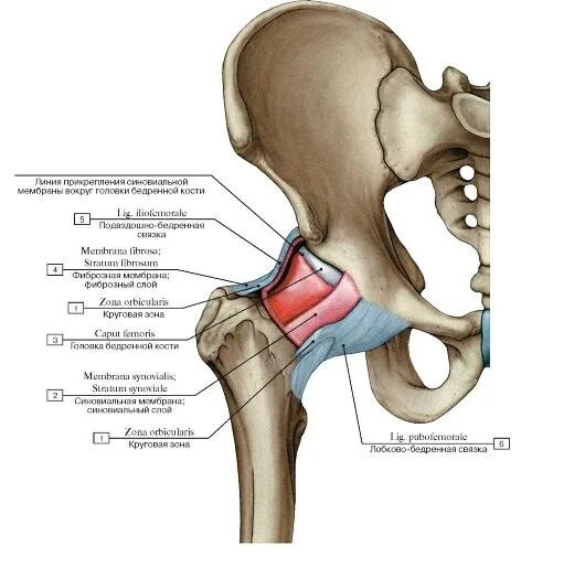 Тазобедренный сустав соединение. Связочный аппарат тазобедренного сустава. Капсула тазобедренного сустава анатомия. Анатомия бедренной кости и тазобедренного сустава. Суставная капсула тазобедренного сустава анатомия.