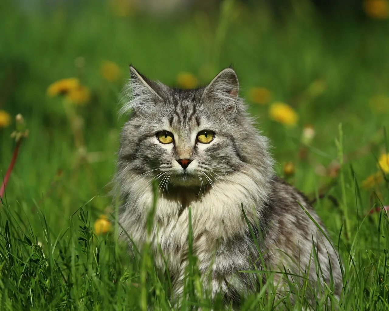 Cat field