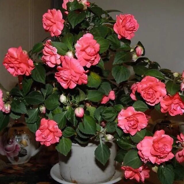 Королевский бальзамин. Бальзамин афина. Бальзамин кристал блаш. Бальзамин уоллера розовый. Бальзамин комнатный махровый.