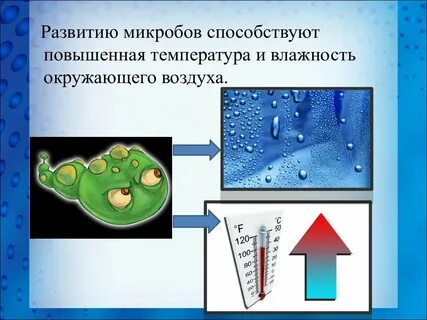 Развитие микробов