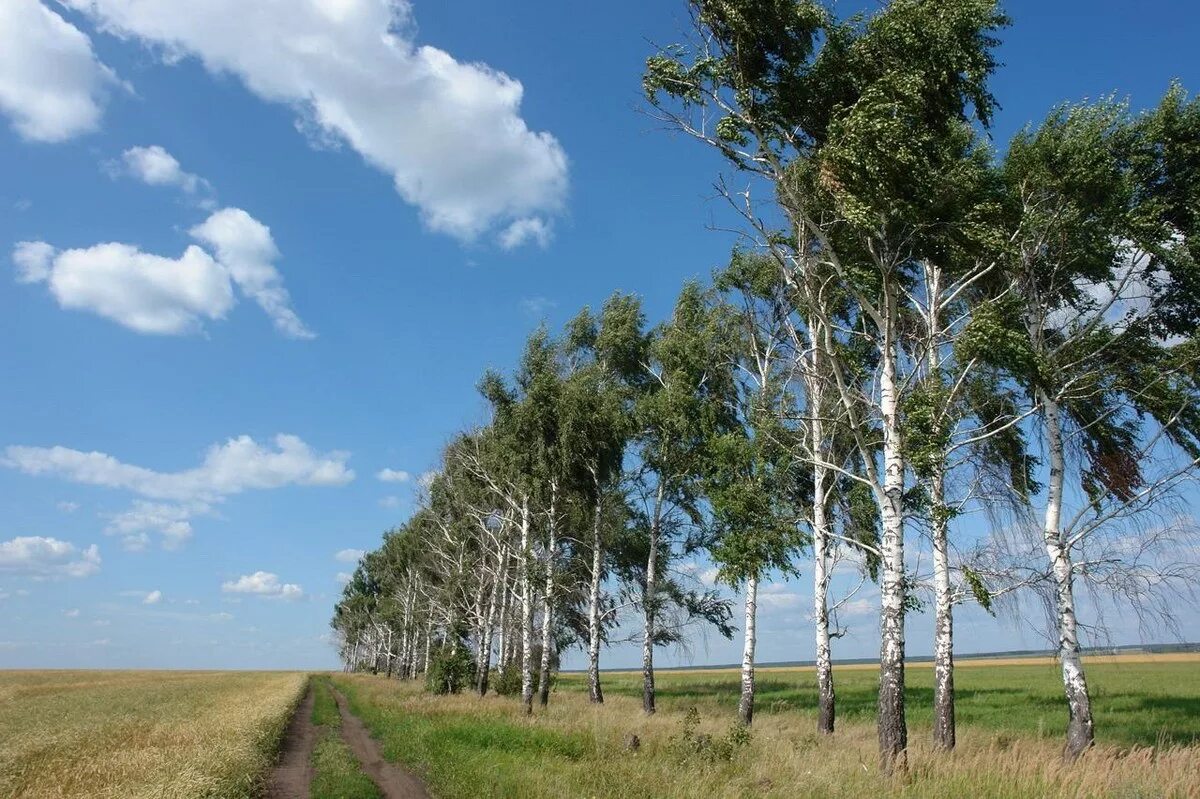 Березка 8 9. Береза. Береза в поле. Березы шумят. Береза фото.