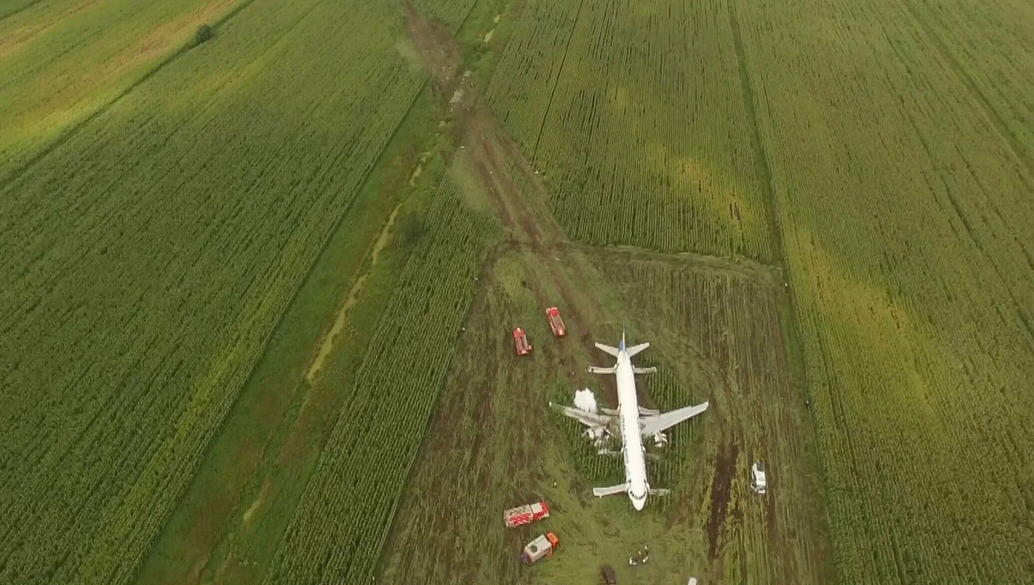 Самолет над каневской. А321 сел на кукурузное поле. Уральские авиалинии посадка на кукурузное поле. Посадка на кукурузное поле а 321. Крушение а321 Уральские авиалинии.