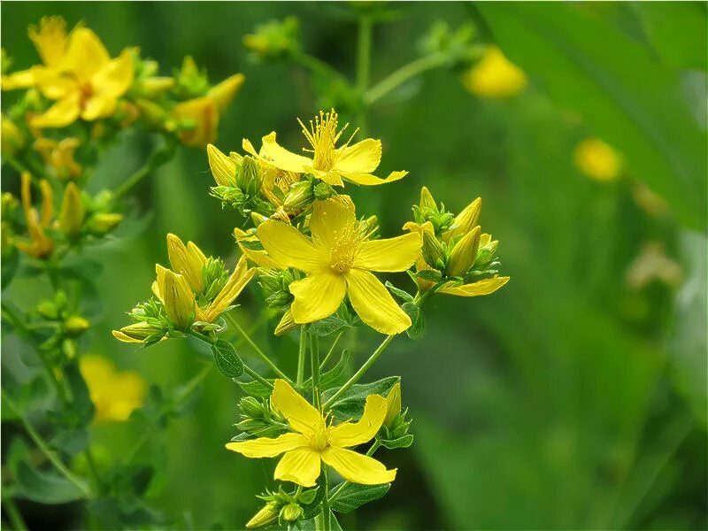 7 зверобой. Зверобой (hypericum perforatum). Зверобой продырявленный лекарственные растения. Зверобойпродырявленый. Зверобой кальмана джемо.