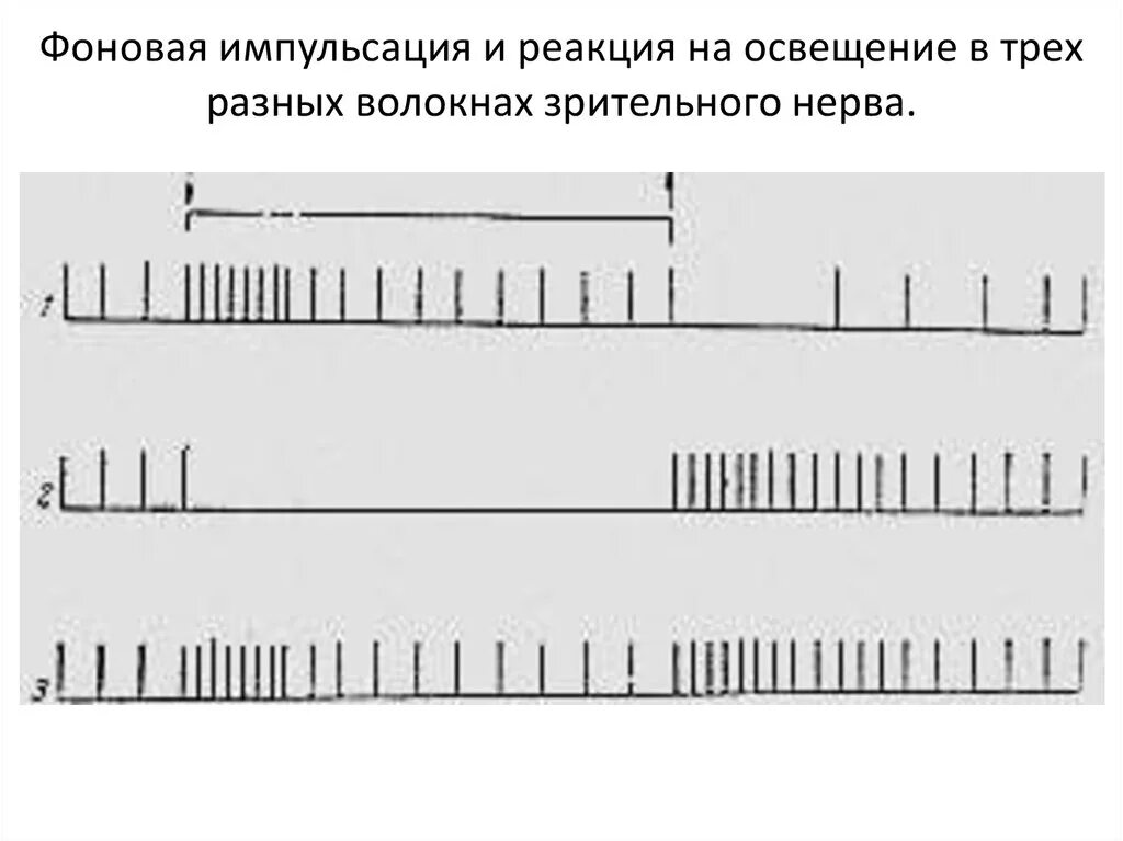 Кодирование сигналов в нервной системе. Кодирование информации в нервной системе. импульсация. импульсация это в физиологии. фоновая импульсация рецепторов.