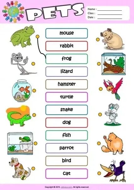 Упражнения английский my pet. My pets английский язык. Pets на английском для детей. Животные на английском для детей раскраска. Питомцы задания для дошкольников английский.