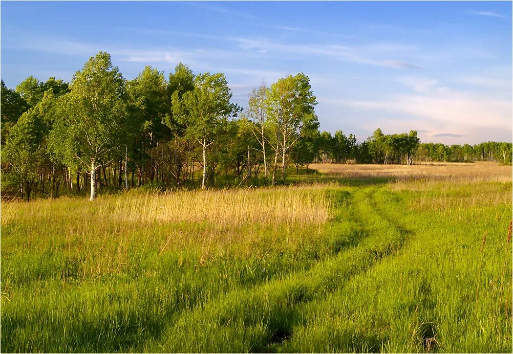 Родные перелески. Проселки перелески. Березовый перелесок. Перелески леса. Поселок перелески.