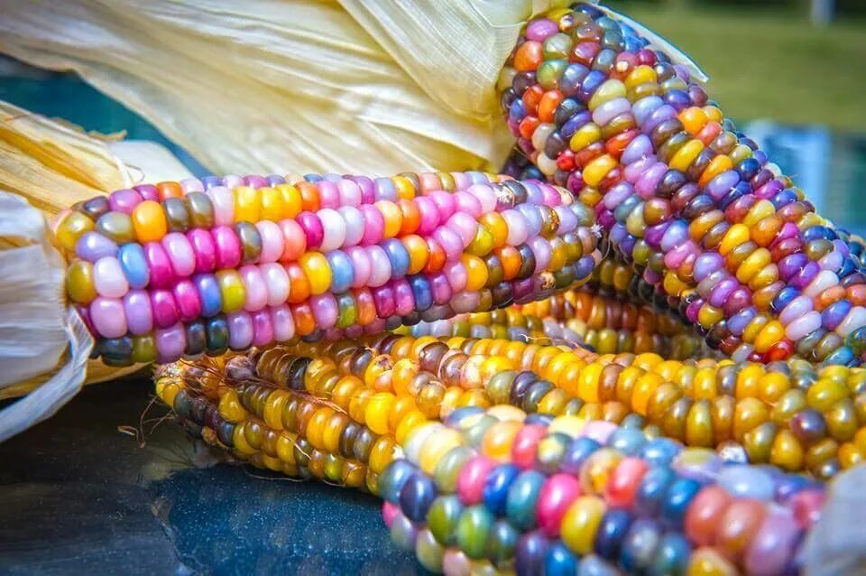 Mays corn. Сорт кукурузы Glass Gem. Разноцветная кукуруза Glass Gem. Сорт разноцветной кукурузы "стеклянная Гемма". Сорт разноцветной кукурузы «стеклянная Гемма» (Glass Gem)..
