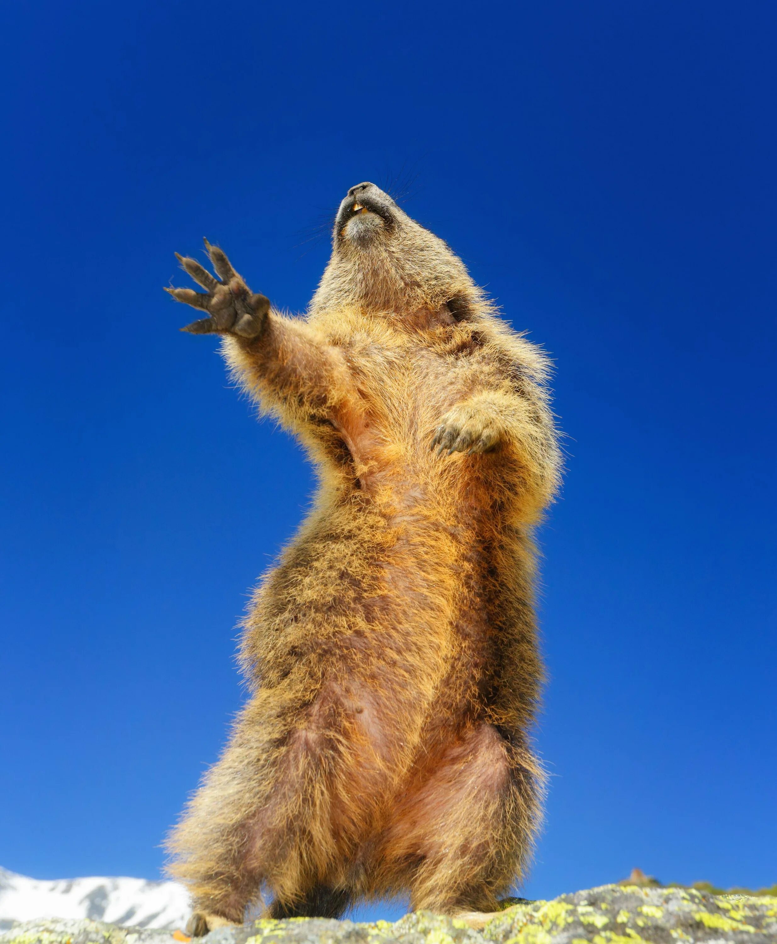 Прикольные картинки. Премия comedy Wildlife Photography. Прикольные животные. Забавные звери. Забавные Дикие животные.