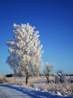 Белая береза село