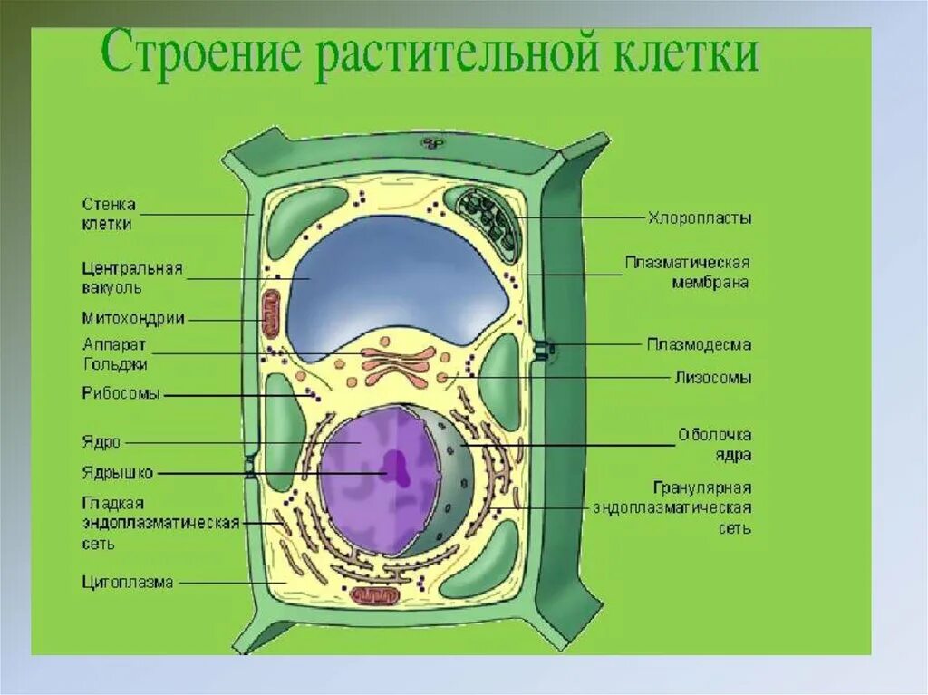 Как получить 1 клетку. Строение растительной клетки 6. Схема строения клетки растения. Обобщенная схема строения растительной клетки. Строение растительной клетки 7 класс биология.