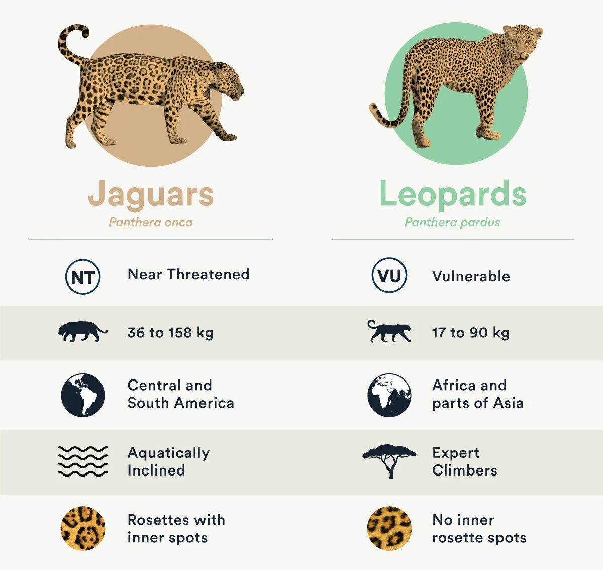 Ягуар леопард гепард отличия. Различия между леопардом и ягуаром. Отличия ягуара от леопарда. Гепард и леопард сравнение. Чем отличается леопард от ягуара