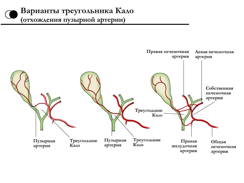 Https ili ili net. Кровоснабжение желчного пузыря анатомия. Кровоснабжение желчного пузыря схема. Желчный пузырь треугольник Кало. Иннервация желчного пузыря схема.