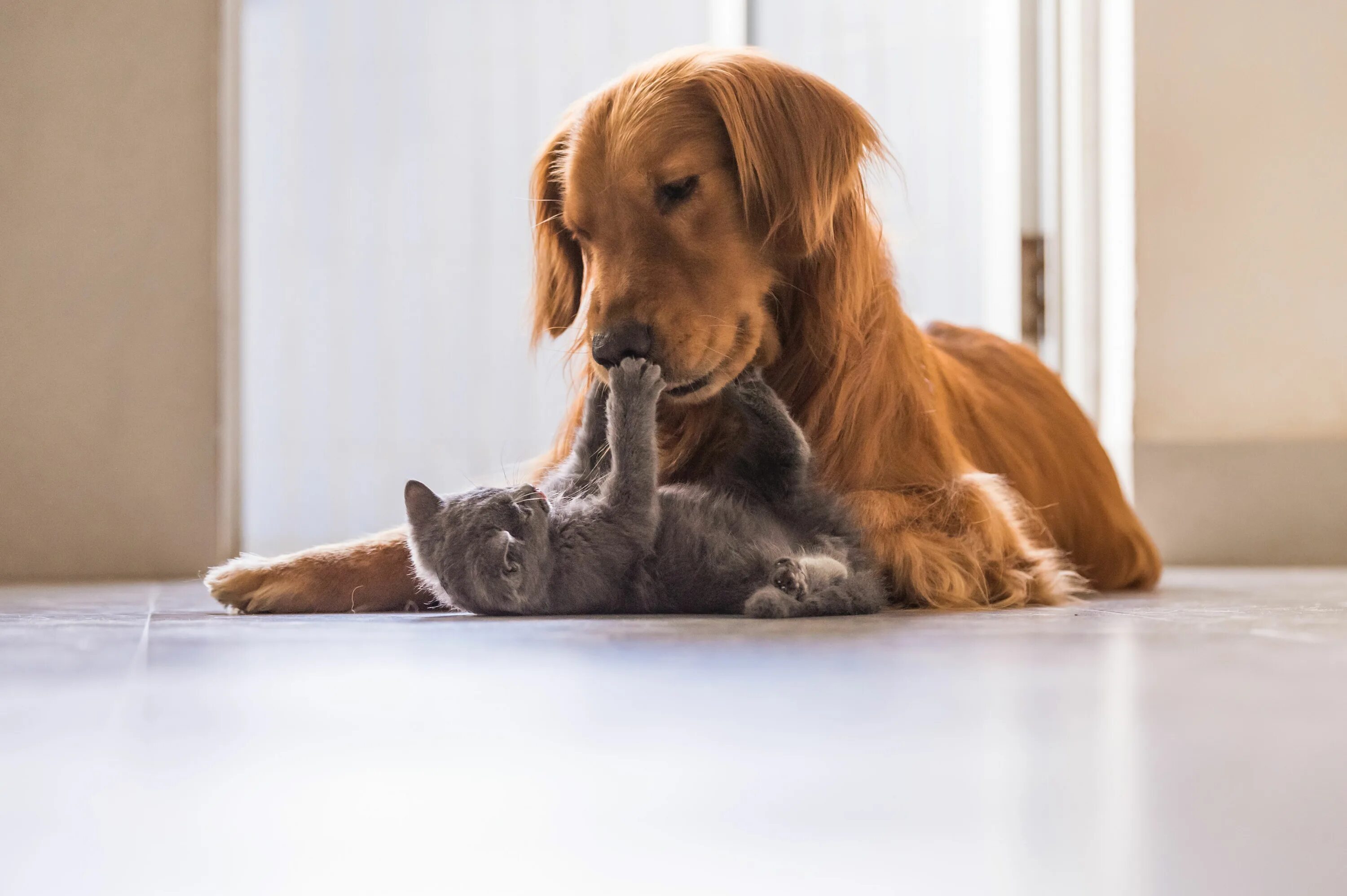 Pets at home