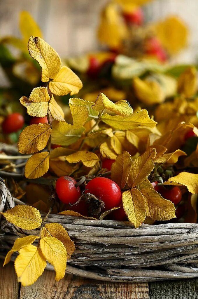 Осенняя теплая осень. Осень листья. Осенние цветы. Осеннее Вдохновение. Тёплая осень.