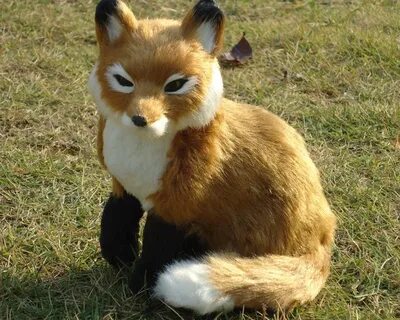 Brown fox