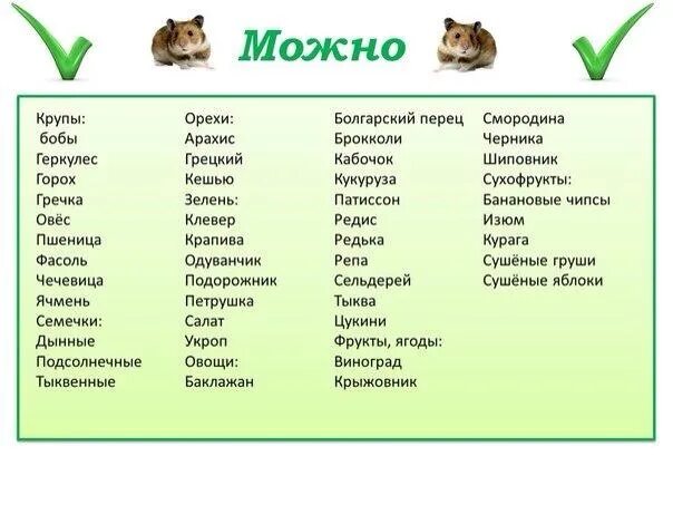 Можно давать есть. Джунгарский хомяк что можно давать таблица. Какую еду можно давать хомякам. Какие овощи и фрукты можно давать хомяку джунгарику. Чем можно кормить хомяка джунгарика.