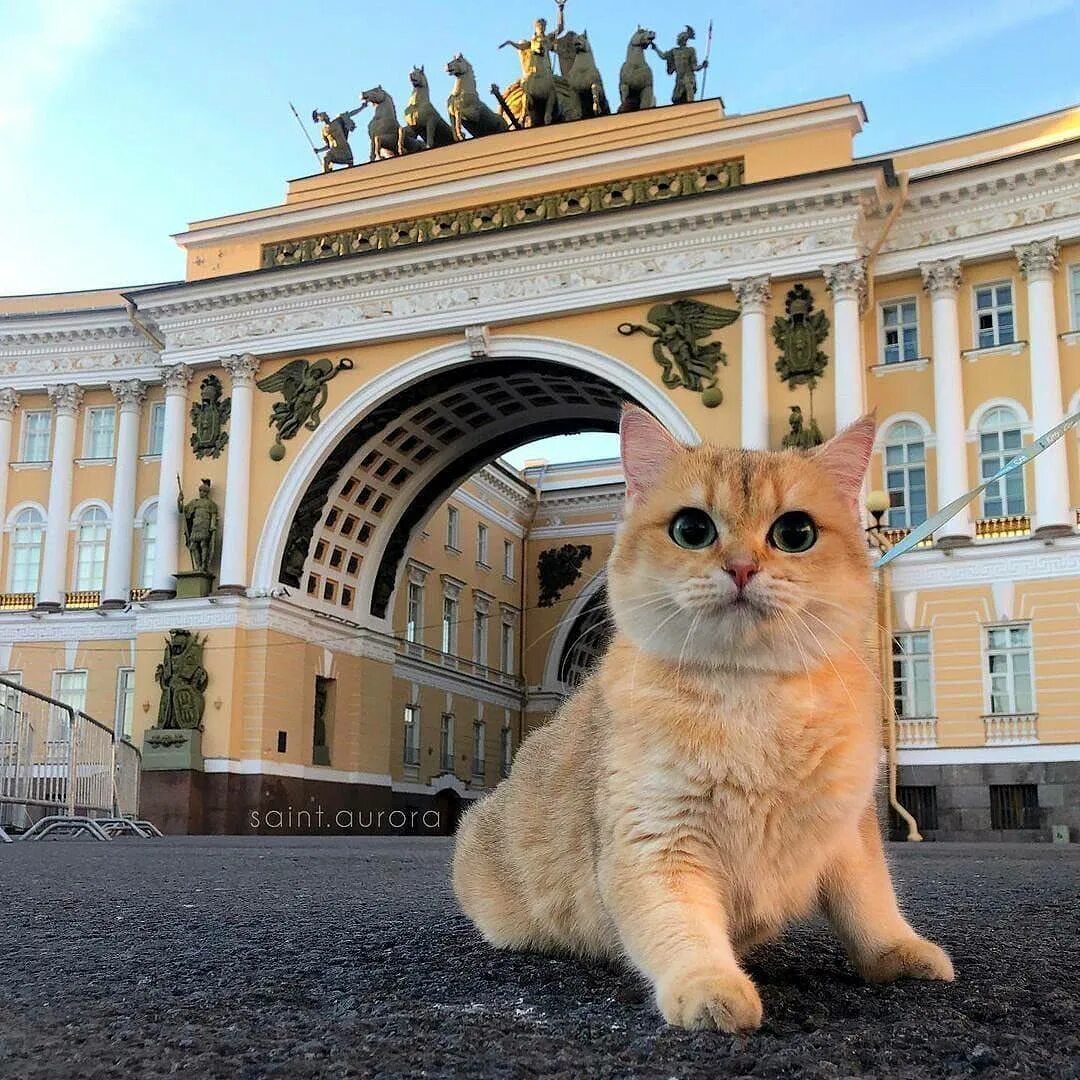 Эрмитажный кот 2024 движение первых. Коты Эрмитажа. Эрмитажные коты в Санкт-Петербурге. Эрмики коты Эрмитажа. Эрмитаж Питер коты.