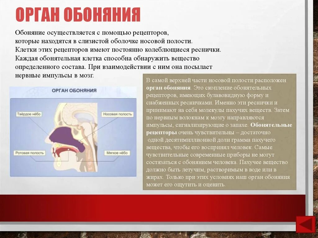 Обоняние. Заболевания органа обоняния. Пропало обоняние и вкус. Обонятельные рецепторы расположены в слизистой оболочке. Заложен нос и пропало обоняние