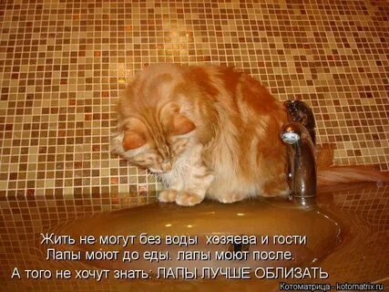 Кот без еды может прожить