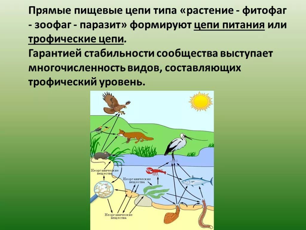 Трофические уровни в цепи питания. Прямые пищевые цепи. Трофические уровни пищевой цепи. Пищевая трофическая цепь.