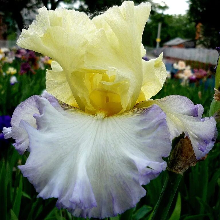 ирис нахабино отзывы