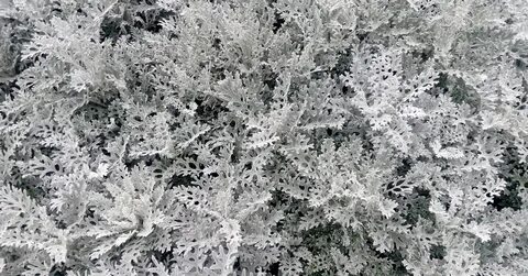 Серебряная очень