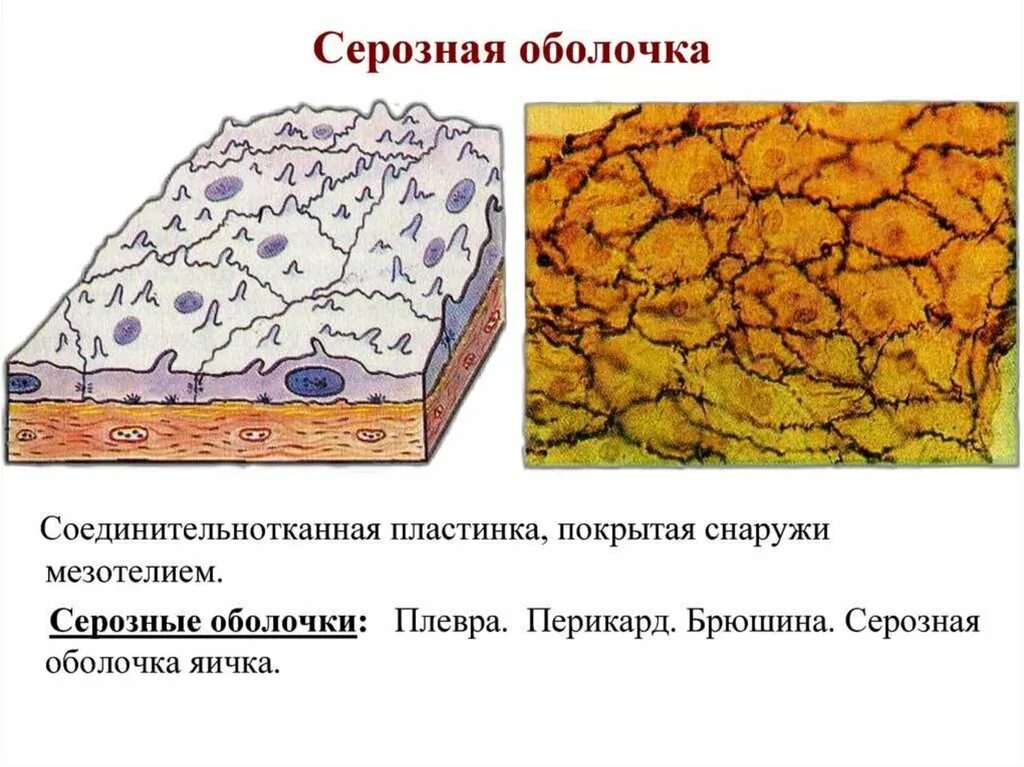 Легкие покрыты снаружи оболочкой. Серозная оболочка кожи. Серозные оболочки органов. Строение серозной оболочки. Серозная оболочка покрывающая легкие.