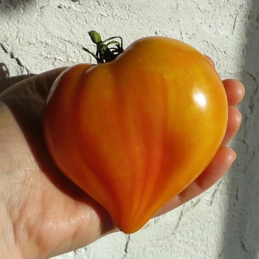 Томат карен. Томат midnight sun. Полуночное солнце томат описание. Полуночное солнце томат описание. Полуночное солнце томат описание.