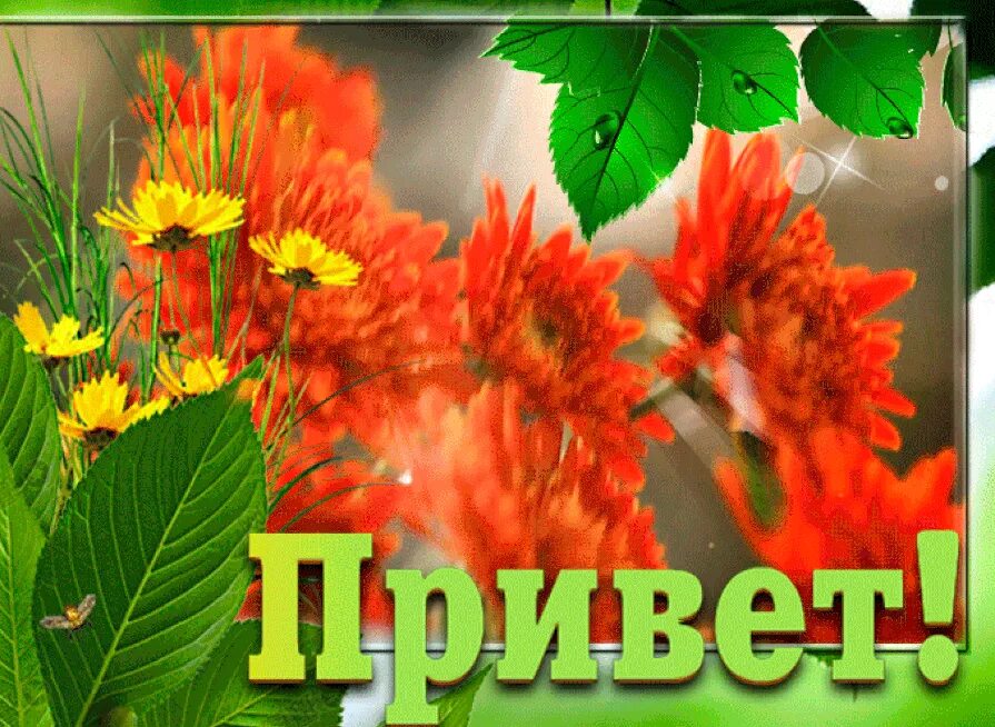 Привет картинки красивые. Открытки привет. Открытка с приветствием женщине красивая. Открытки с цветами и приветствием. Открытка привет женщине.