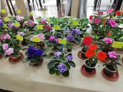 Олар әдемі шлютаны қалай трахты етті (порно фото)