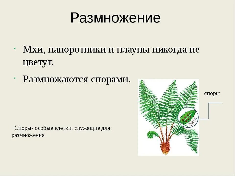 Мохообразные папоротникообразные. Размножение папоротниковидных. Споровое размножение плаунов. Размножение папоротников 5 класс биология. Мхи папоротники хвощи плауны размножение.