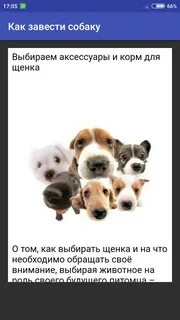 Почему стоит завести собаку