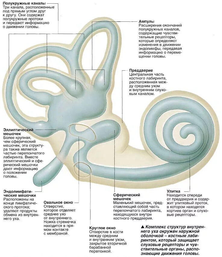 Окно улитки расположено. Строение Лабиринта внутреннего уха. Улитка Лабиринта внутреннего уха. Строение улитки внутреннего уха преддверие. Полукружные каналы анатомия внутреннее ухо.
