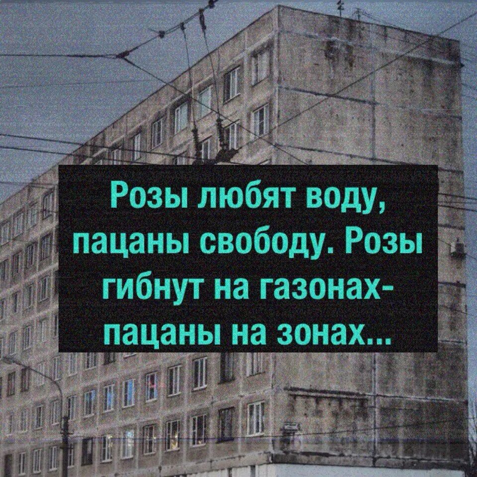 Стране нужны розы а я на них. Розы любят воду пацаны свободу. Розы любят воду пацаны. Розы гибнут на газонах а пацаны на зонах. Розы гибнут на морозе а пацаны.