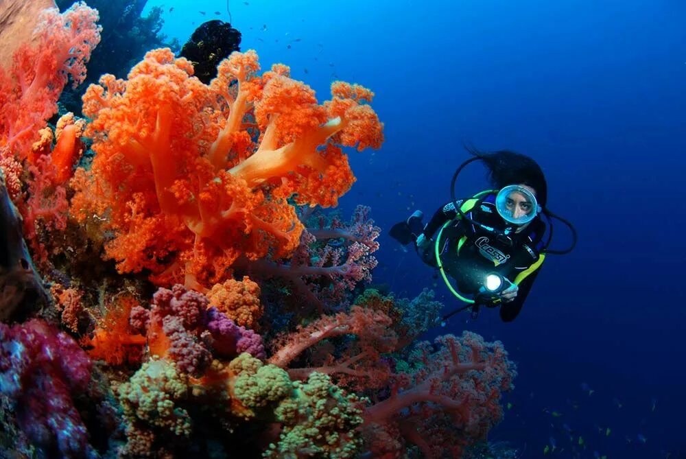 Sea dive. Скуба дайвинг. Фиджи дайвинг. Дайвинг острова Фиджи. Коралловый риф акваланг.