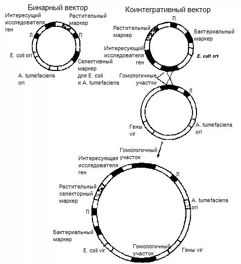 Векторы плазмиды. Строение ti плазмиды. Векторы на основе ti-плазмид. Векторы на основе плазмид. Челночные плазмиды.