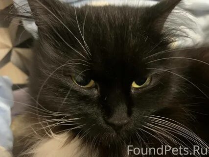 Lucky a big black cat went