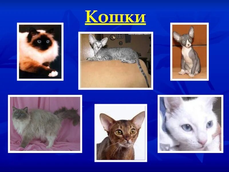 Проект про кошку 1 класс окружающий мир. Проект породы кошек. Породы домашних кошек проект. Презентация на тему кошки. О породах кошек для второго класса.