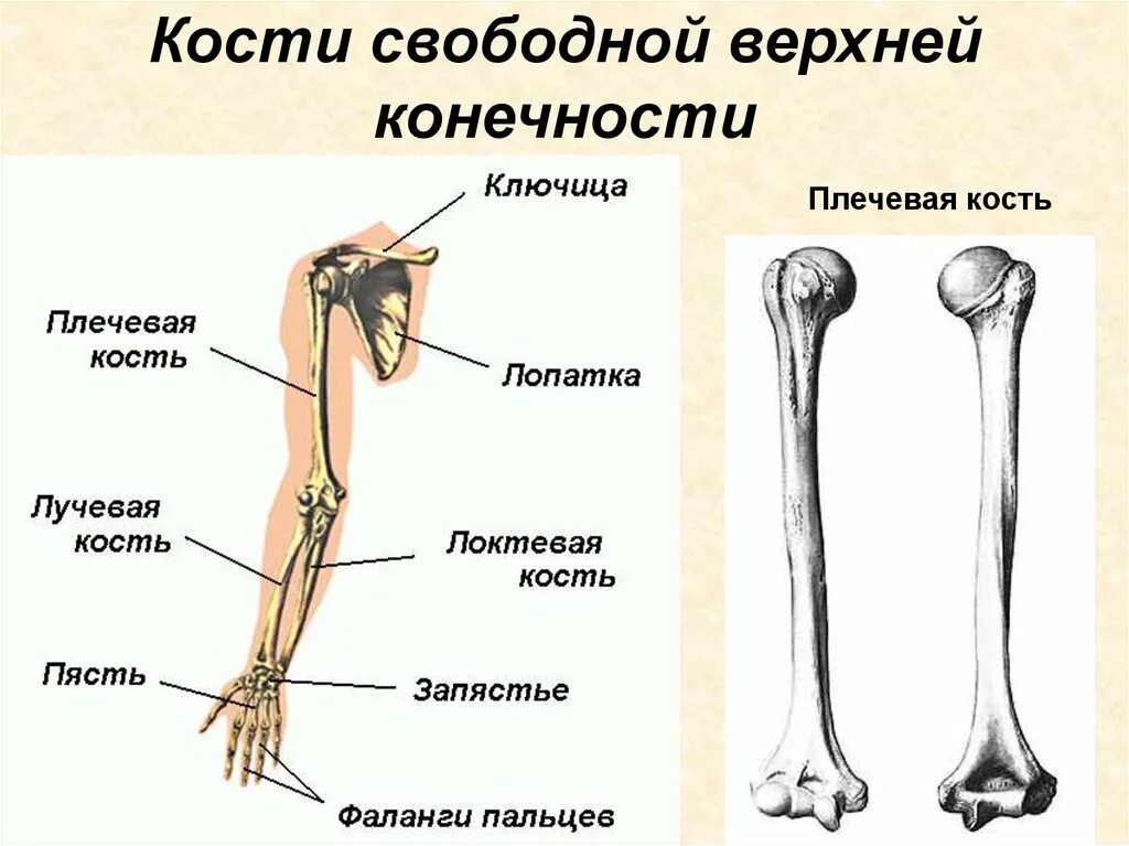 Отделы трубчатой плечевой кости. Кости верхней конечности вид спереди. Пояс верхних конечностей скелет, соединение костей, мышцы. Кости скелета свободной верхней конечности.