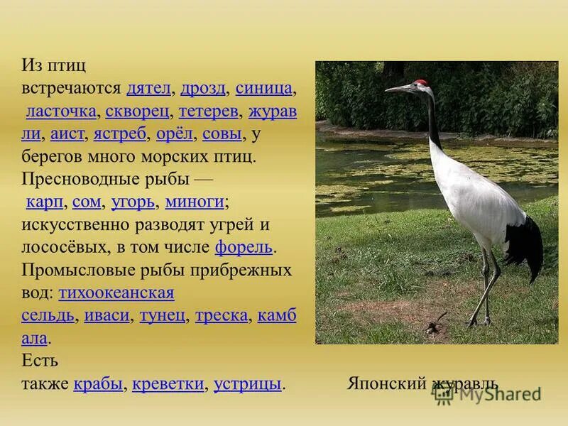 венценосный журавль африки. всех птиц встречающихся в этих местах не. птицы коломенского. восточный венценосный журавль. птицы встречающие в москве.