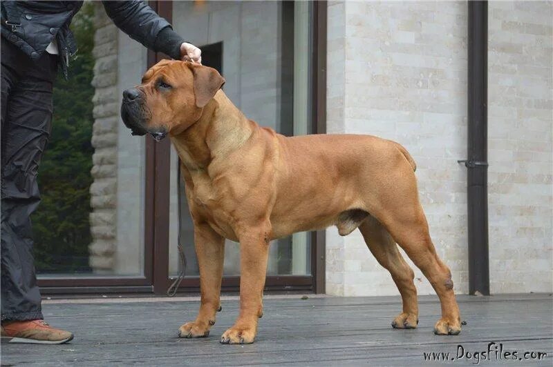 Войс вельд джоконда. Войс вельд фаворит. Войс вельд. Щенки войс вельд атутау. Войс вельд майбах.