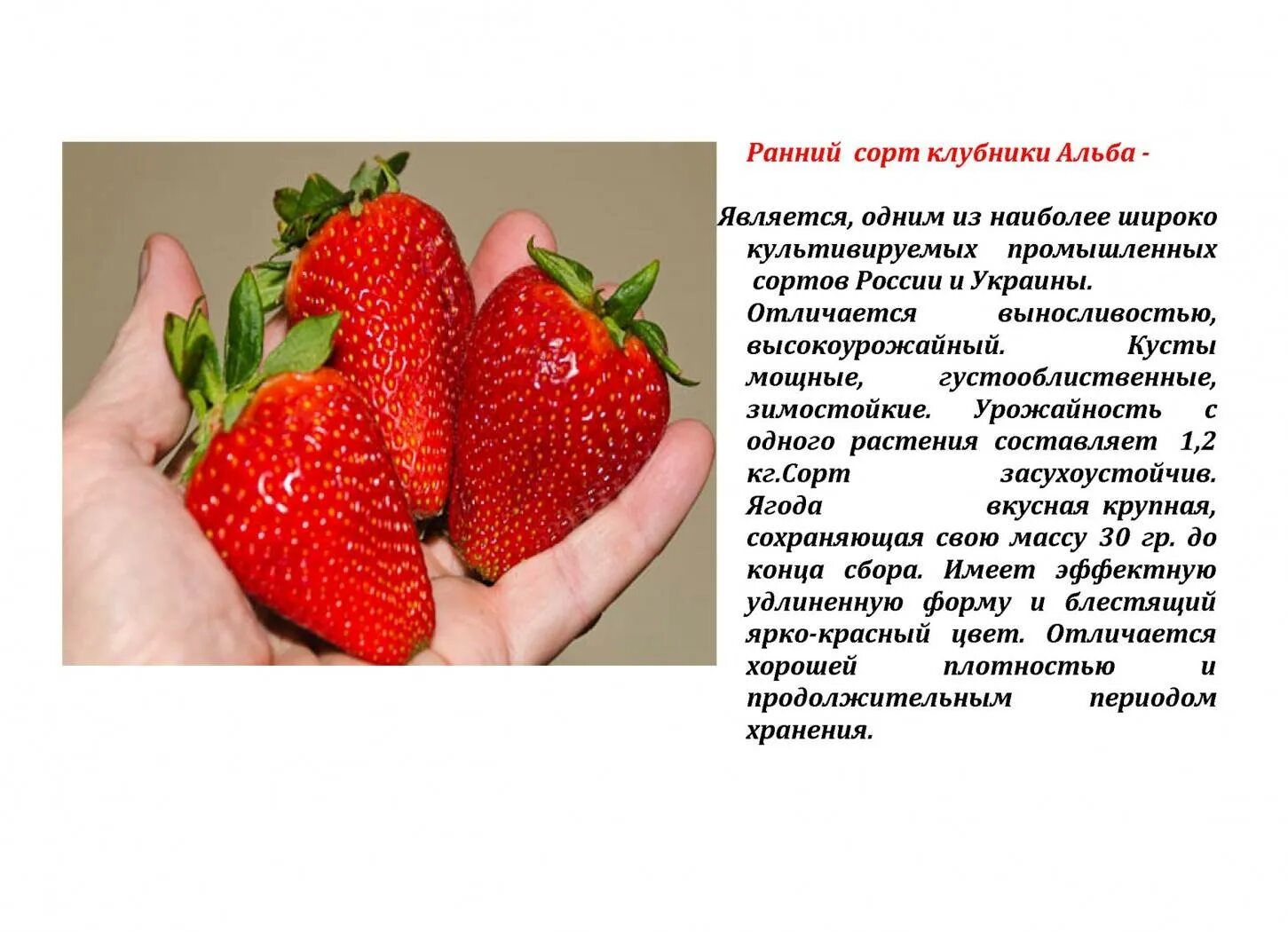 Клубника характеристика и описание