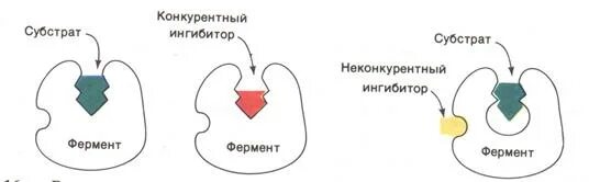 Конкурентное ингибирование ферментов. Конкурентные и неконкурентные ингибиторы ферментов. Схема конкурентного ингибирования. Конкурентный ингибитор схема.