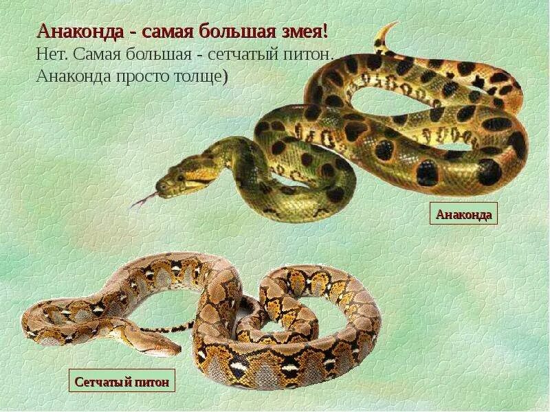 О питоне для 1 класса