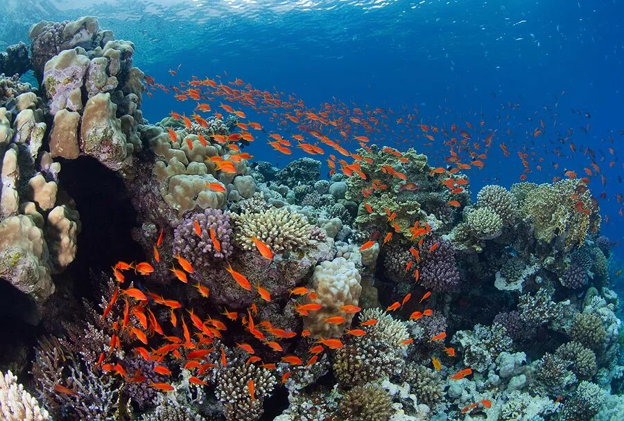 Древние коралловые рифы. Рас Мохаммед Шарм-Эль-Шейх. Коралловые рифы Монерон. Рас-Мохаммед национальный парк риф. Пицундская бухта коралловый риф.